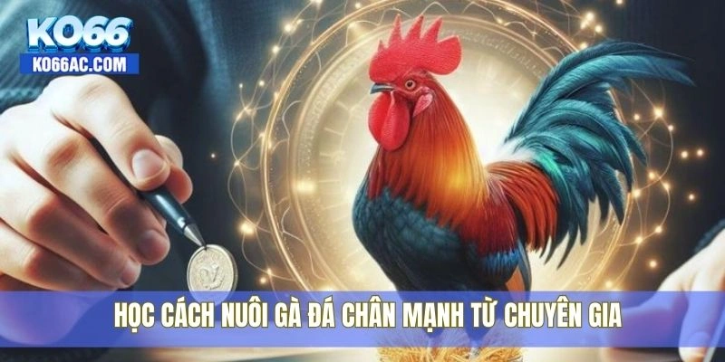 Học cách nuôi gà đá chân mạnh từ người có kinh nghiệm Ko66 4 Học cách nuôi gà đá chân mạnh từ chuyên gia