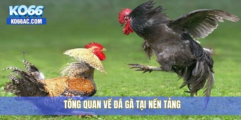 Học cách nuôi gà đá chân mạnh từ người có kinh nghiệm Ko66 2 Tổng quan về đá gà tại nền tảng