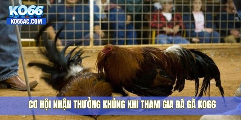 Đá gà Ko66 – Giao diện cực nét, cược nhanh, nổ thưởng lớn 4 Cơ hội nhận thưởng khủng khi tham gia đá gà Ko66