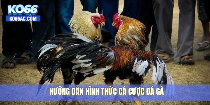 Đá gà Ko66 – Giao diện cực nét, cược nhanh, nổ thưởng lớn 3 Hướng dẫn hình thức cá cược đá gà