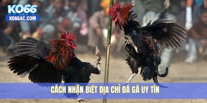 Địa chỉ trường gà Thomo được dân trong nghề tin chọn Ko66 3 Cách nhận biết địa chỉ đá gà uy tín