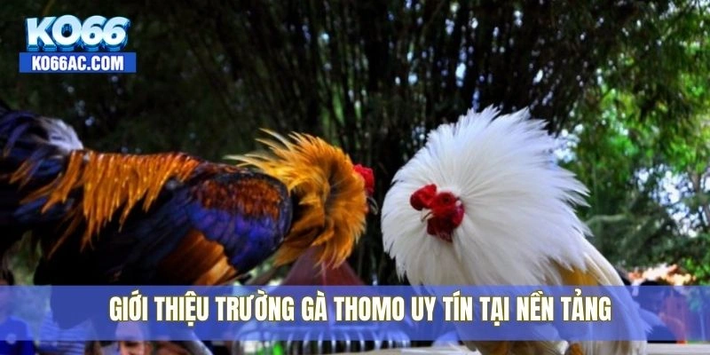 Địa chỉ trường gà Thomo được dân trong nghề tin chọn Ko66 2 Giới thiệu trường gà Thomo uy tín tại nền tảng