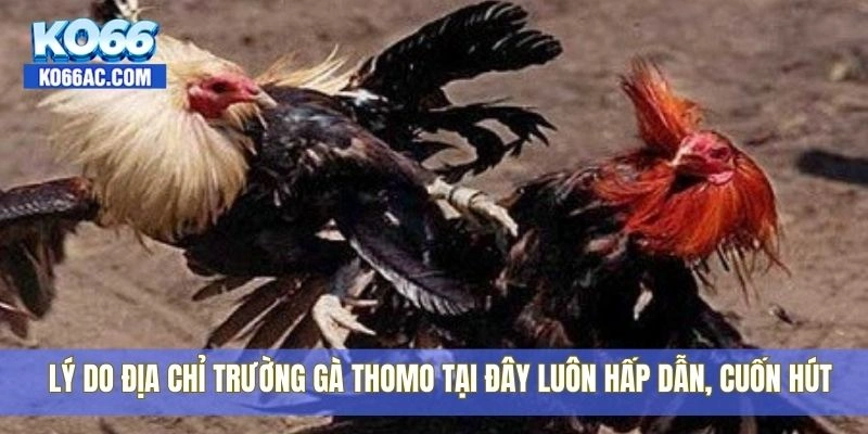 Địa chỉ trường gà Thomo được dân trong nghề tin chọn Ko66 4 Lý do địa chỉ trường gà Thomo tại đây luôn hấp dẫn, cuốn hút