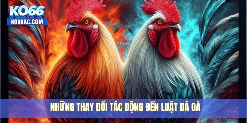 Luật đá gà hiện hành có gì thay đổi? Xem chi tiết tại Ko66 4 Những thay đổi tác động đến luật đá gà