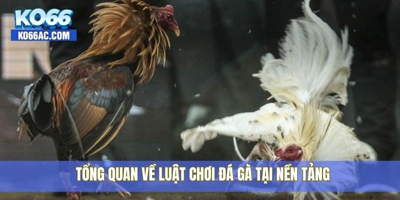 Luật đá gà hiện hành có gì thay đổi? Xem chi tiết tại Ko66 2 Tổng quan về luật chơi đá gà tại nền tảng